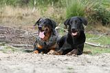 BEAUCERON 399